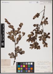 Foto von Salix aurita L.
